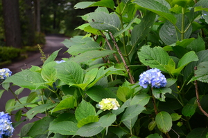 紫陽花.JPGのサムネール画像