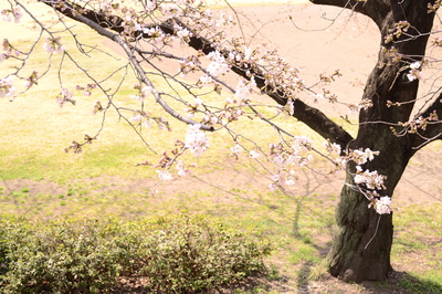 http://www.j-field.info/blog/assets_c/2014/04/14･329前橋桜-thumb-400x266-2239.jpg